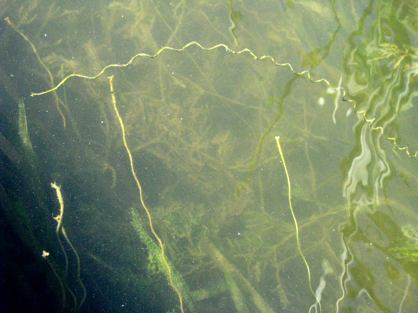 Image of Vallisneria spiralis specimen.