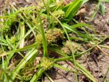 Cyperus michelianus. Соцветия. Астраханская обл., Енотаевский р-н, песчаные наносы по берегу Волги напротив с. Замьяны. 27.08.2009.