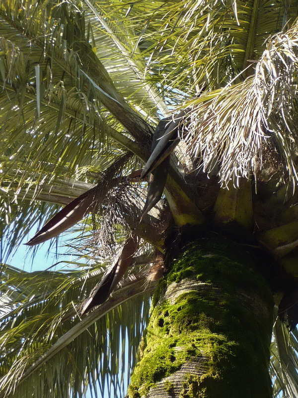 Image of Jubaea chilensis specimen.