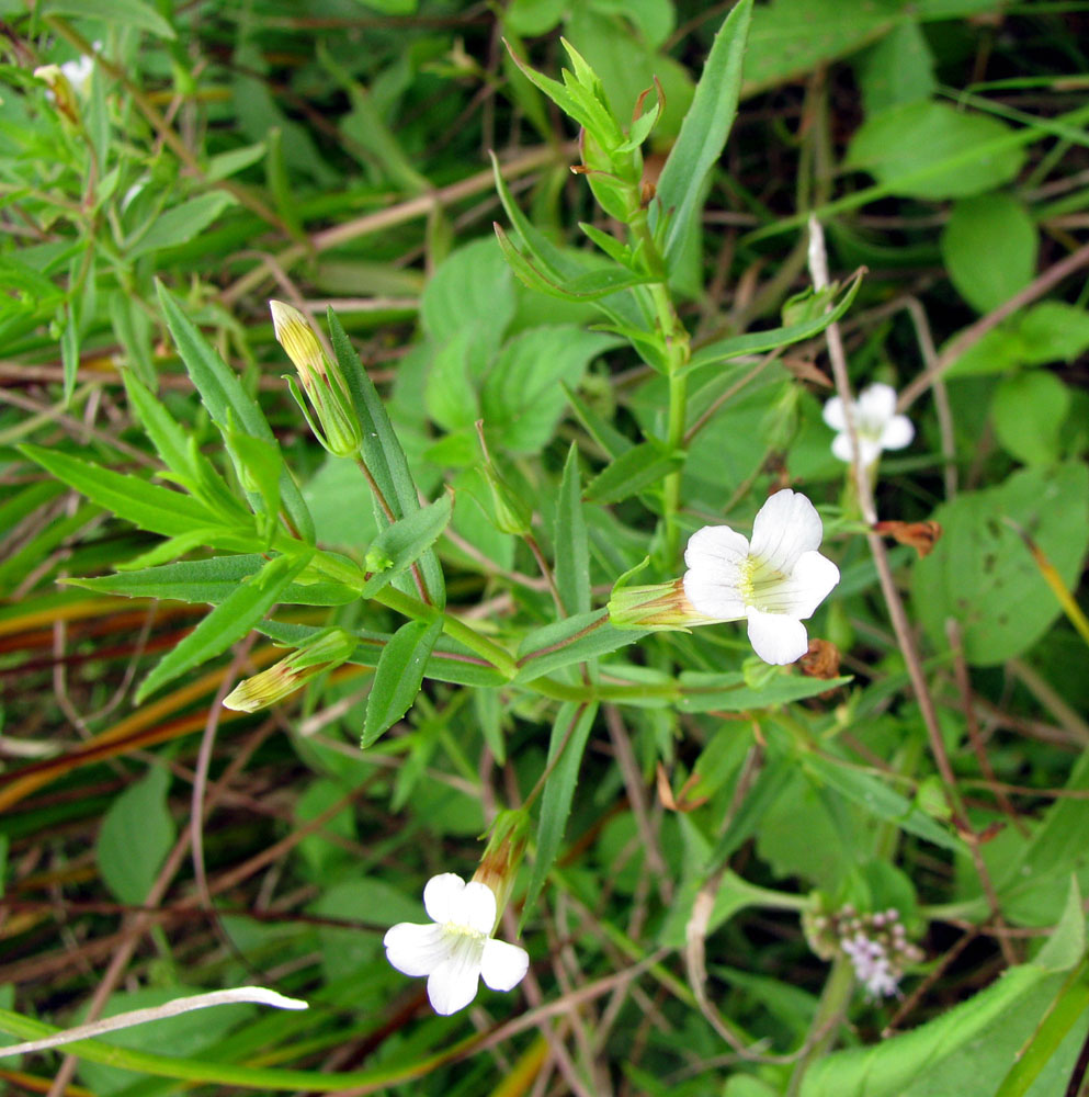 Image of Gratiola officinalis specimen.