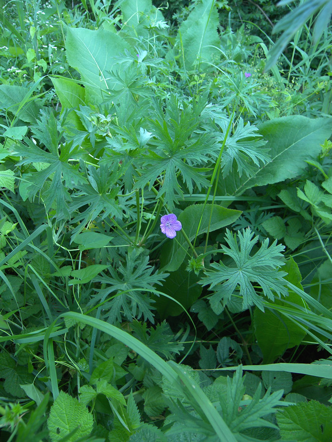 Image of Geranium collinum specimen.