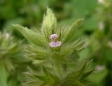 Stachys arvensis