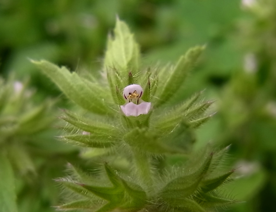 Изображение особи Stachys arvensis.