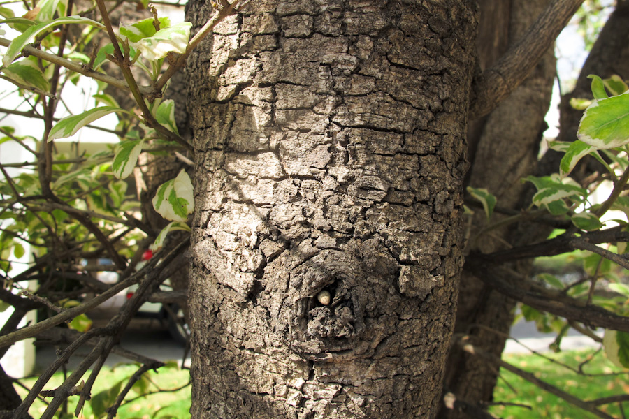 Image of Bauhinia variegata specimen.