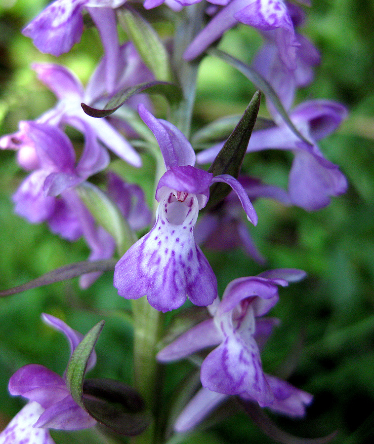 Image of Dactylorhiza majalis specimen.