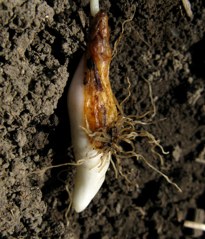 Image of Erythronium sajanense specimen.