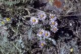 Aster serpentimontanus