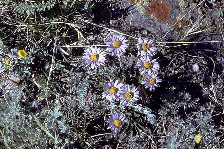 Image of Aster serpentimontanus specimen.
