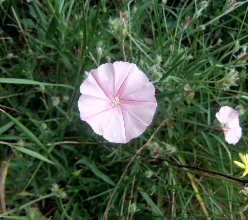 Image of Convolvulus cantabrica specimen.