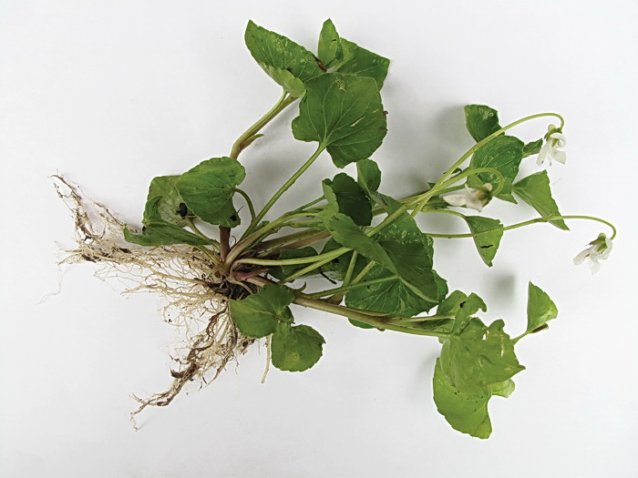 Image of Viola amurica specimen.