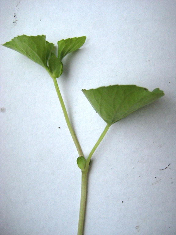 Image of Viola amurica specimen.