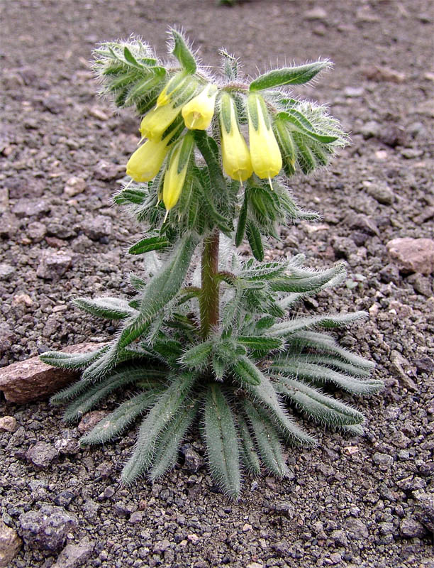 Image of Onosma microcarpa specimen.