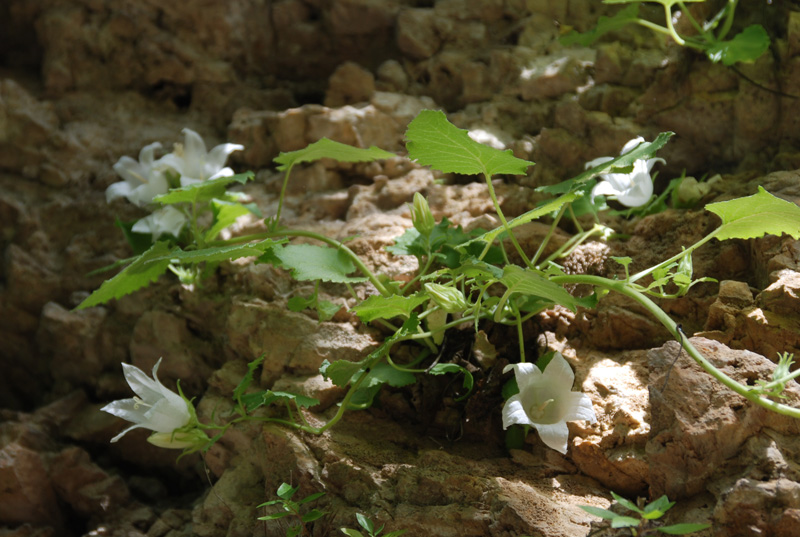 Image of Campanula pendula specimen.