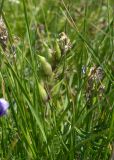 Oxytropis lazica