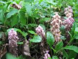 Lathraea squamaria