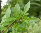 Syringa × laciniata