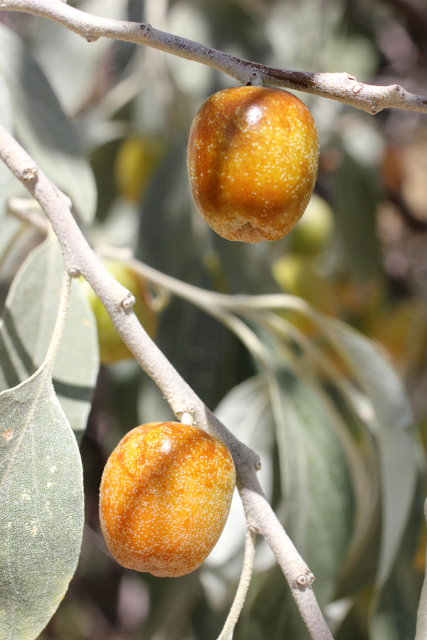 Image of Elaeagnus angustifolia specimen.