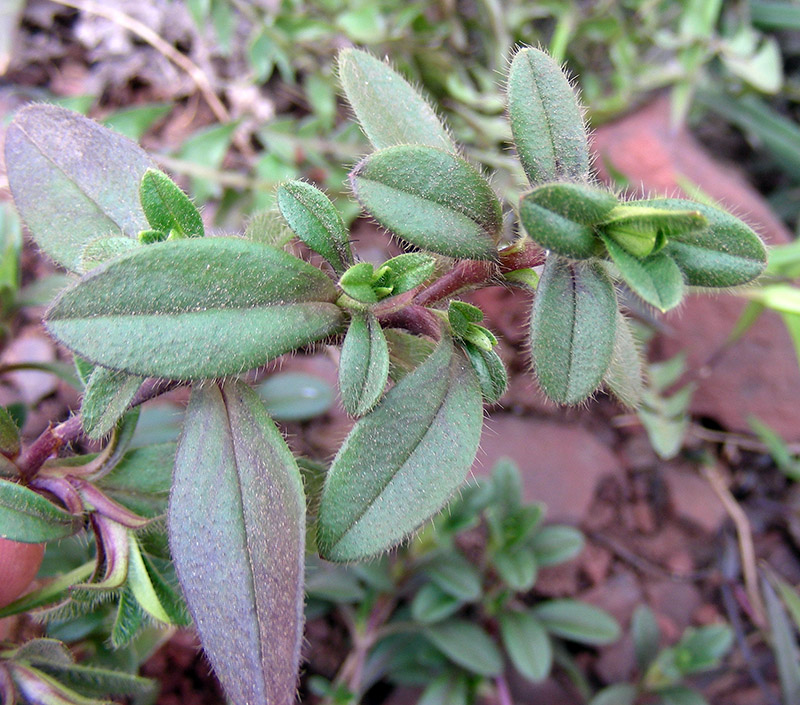 Изображение особи Cerastium holosteoides.