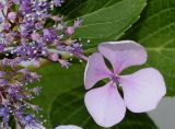 Hydrangea macrophylla