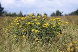 Tanacetum vulgare