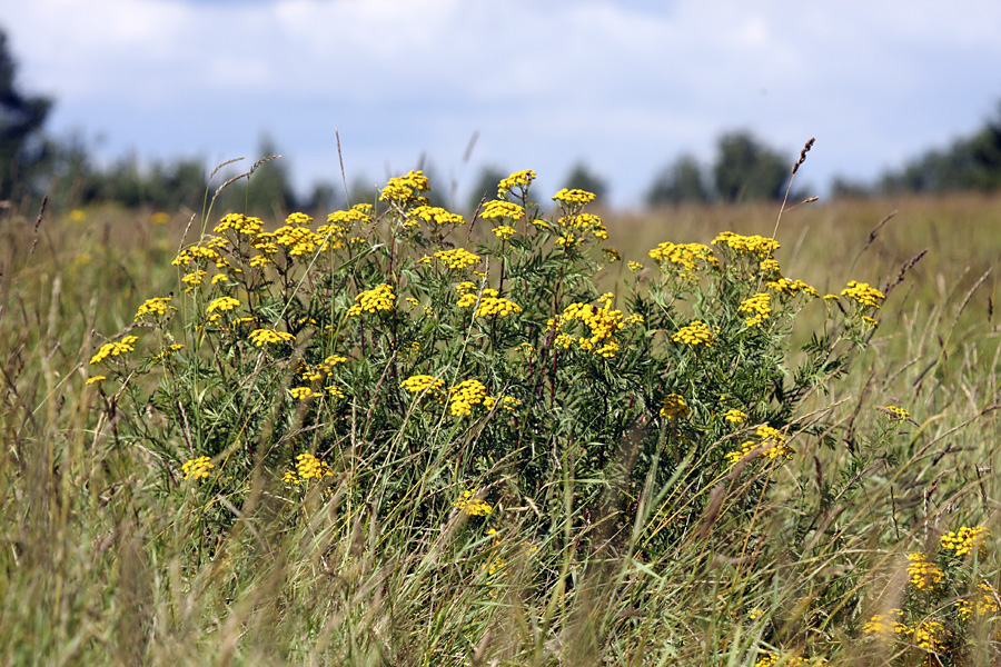 Изображение особи Tanacetum vulgare.