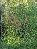 Euonymus maackii