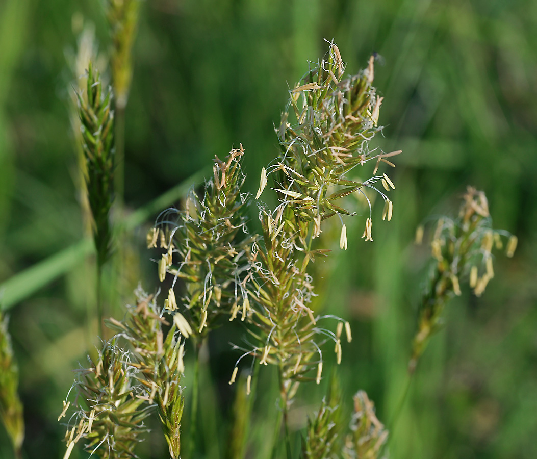 Изображение особи Anthoxanthum odoratum.