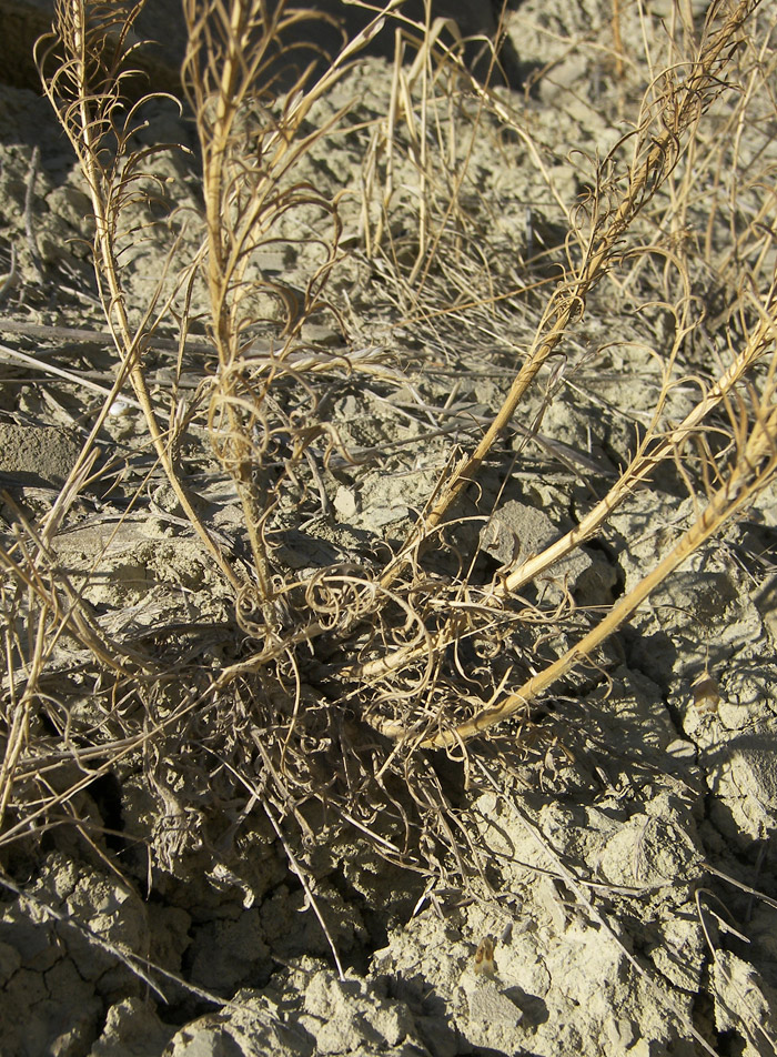 Изображение особи Callicephalus nitens.