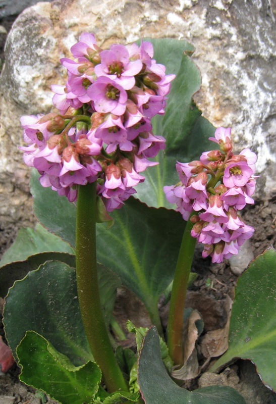 Изображение особи Bergenia crassifolia.