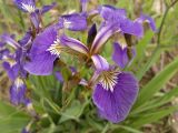 Iris setosa