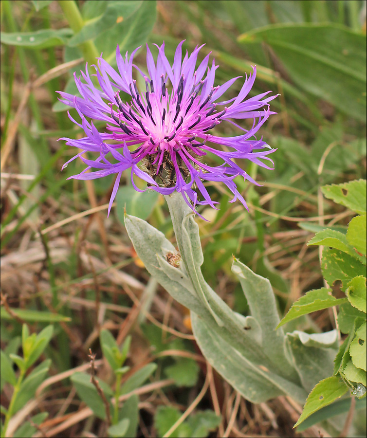 Image of Centaurea czerkessica specimen.