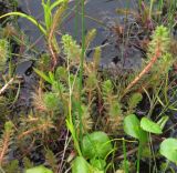 Myriophyllum verticillatum. Цветущие надводные побеги. Иркутская обл., о. Ольхон, окр. пос. Хужир, берег Сарайского залива, болотистая мочажина в понижении между пляжем и склоном, поросшим соснами. 24.07.2012.