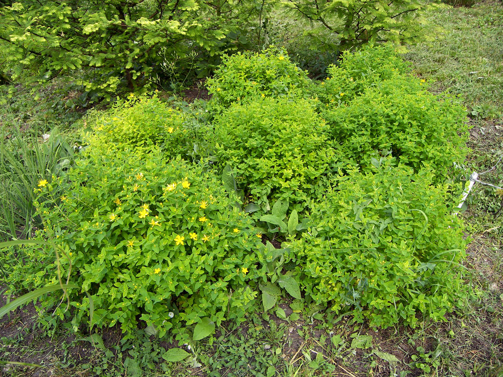 Image of Hypericum hircinum specimen.