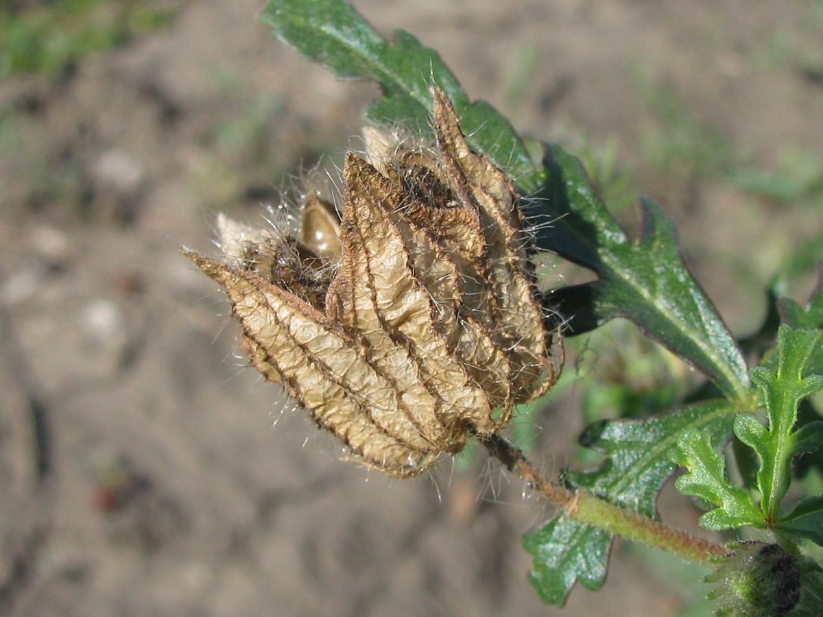 Image of Hibiscus trionum specimen.