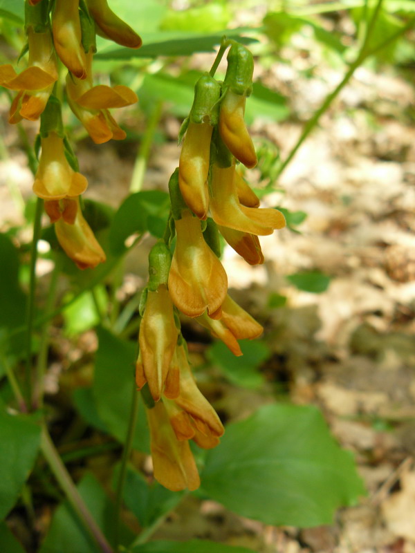 Изображение особи Lathyrus aureus.