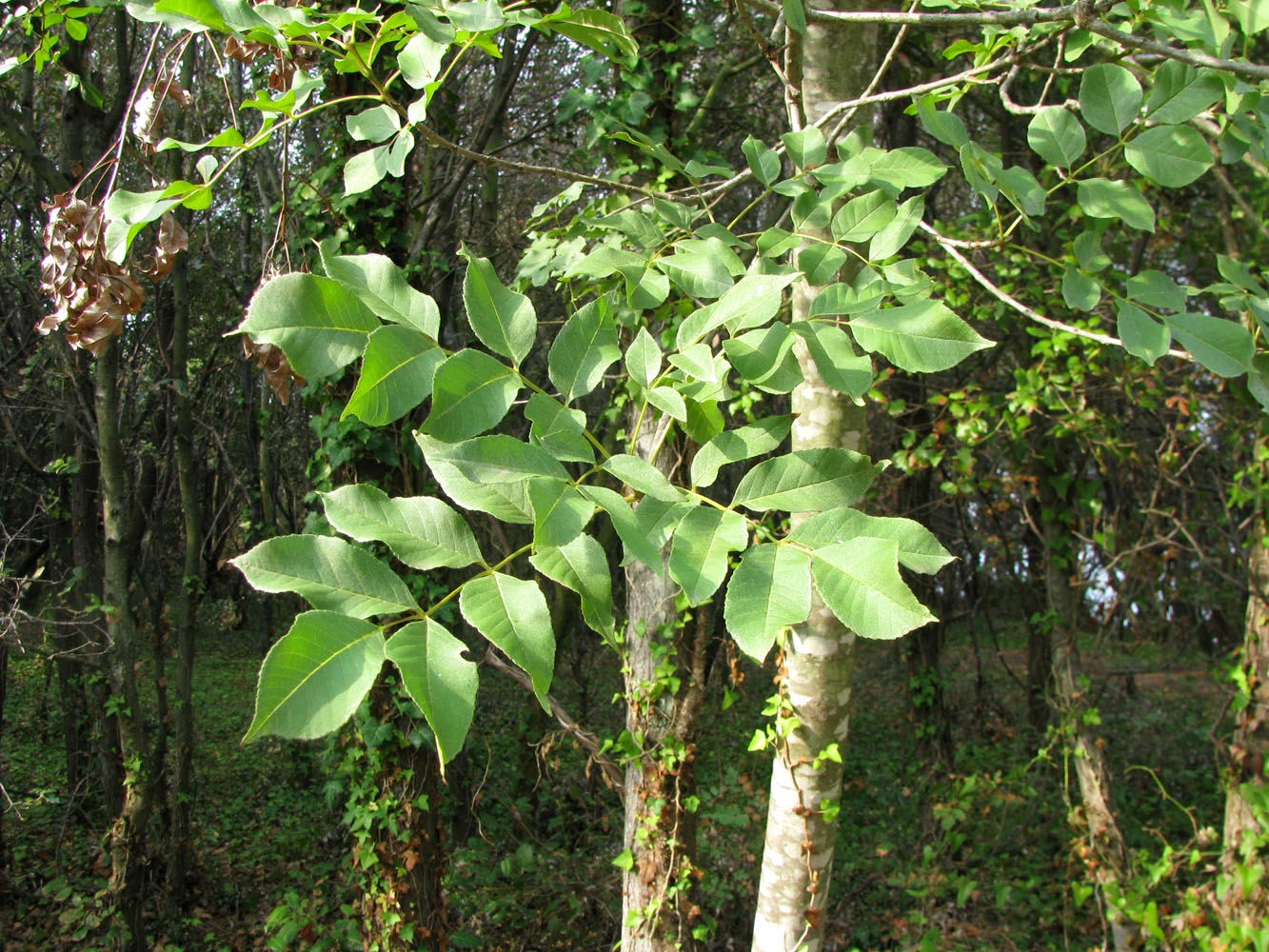 Изображение особи Fraxinus ornus.