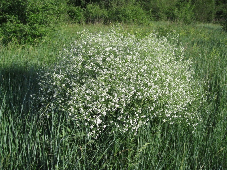 Image of Crambe aspera specimen.