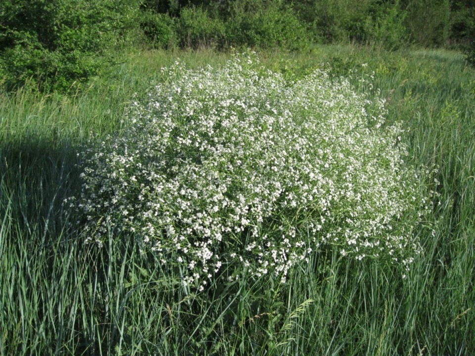 Изображение особи Crambe aspera.