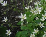 Saxifraga rotundifolia