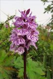 Dactylorhiza psychrophila. Соцветие. Мурманская обл., п-ов Рыбачий, долина р. Пяйва. 02.08.2009.