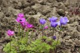 Anemone coronaria. Цветущие растения. Южный берег Крыма, Никитский ботанический сад, на грядке. 1 апреля 2013 г.