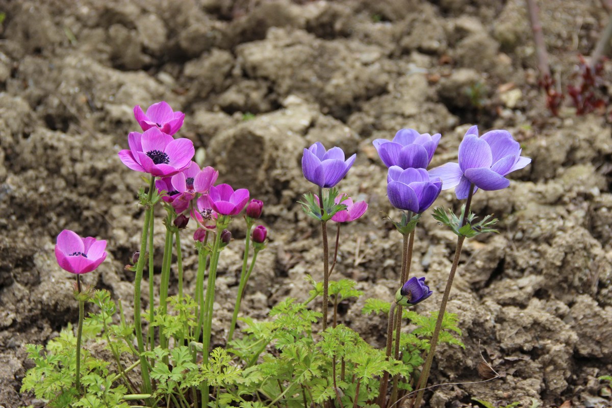 Изображение особи Anemone coronaria.