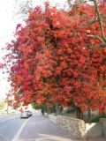 род Bougainvillea