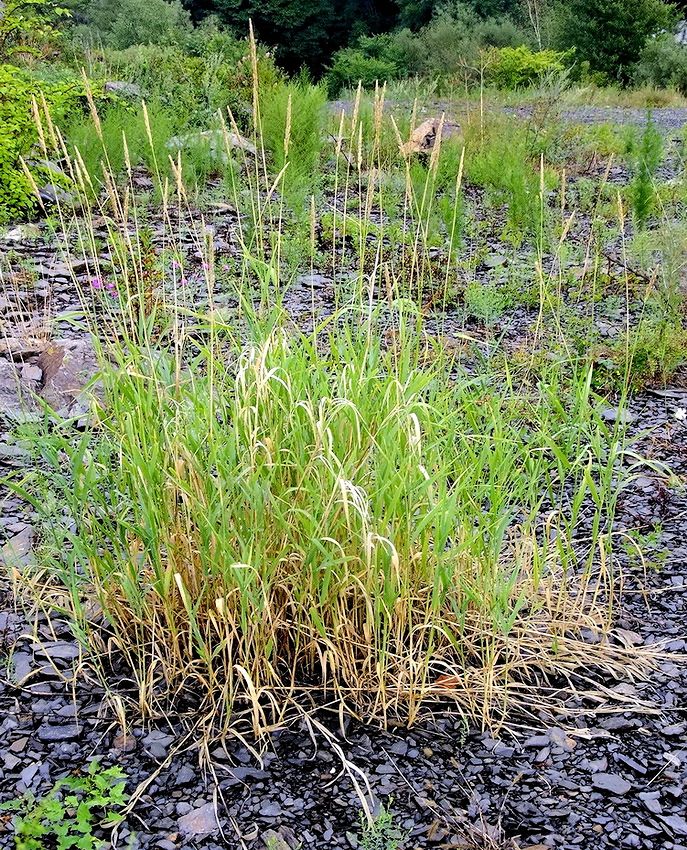 Изображение особи Phalaroides arundinacea.