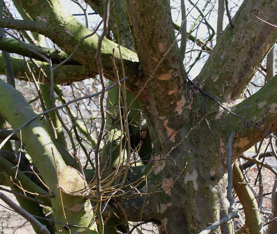 Изображение особи Parrotia persica.