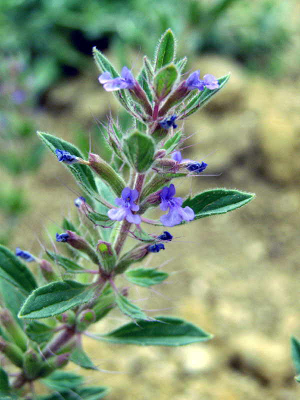 Image of Lallemantia royleana specimen.