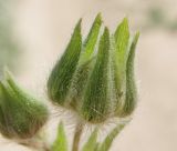 Potentilla astracanica. Распускающийся цветок. Краснодарский край, Ейский п-ов, коса Долгая. 18.05.2013.