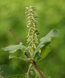 Image of taxon representative. Author is Вера Волкотруб