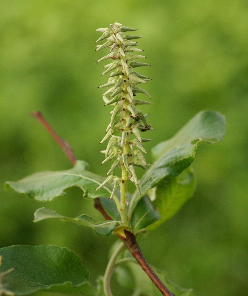 Image of Salix abscondita specimen.