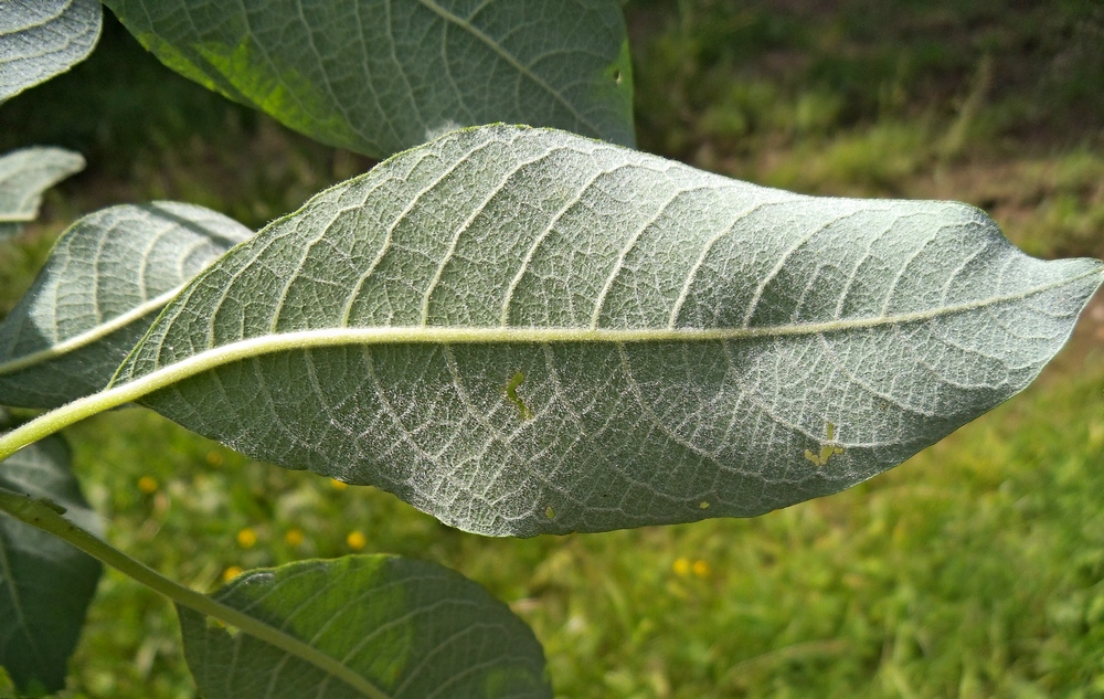 Изображение особи Salix caprea.